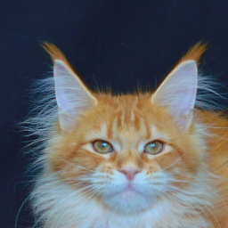 Zeta Akbars (polydactyl)