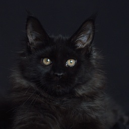 Bourgeois Akbars (polydactyl)