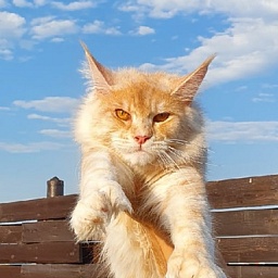 Sultan Akbars (polydactyl) 66/66