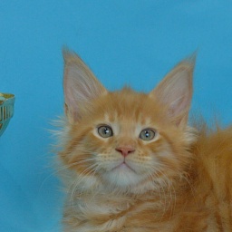 Quinto Akbars (polydactyl)