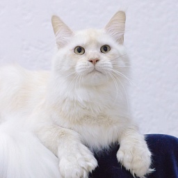 Quentin Akbars (polydactyl) 66/66