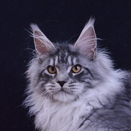 Tristan Akbars (polydactyl) 66/66