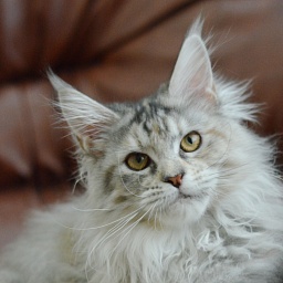 Tiramisu Akbars (polydactyl) 56/66