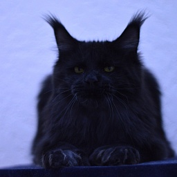 Vulcan Akbars (polydactyl) 56/66