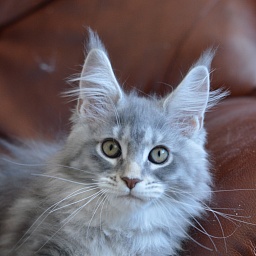 Berry Akbars (polydactyl) 66/66