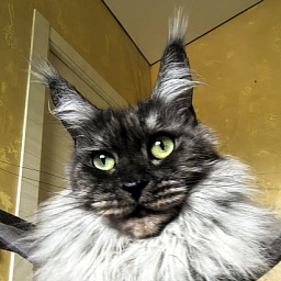 Bilberry Akbars (polydactyl) 66/66