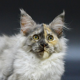 Josie Akbars (polydactyl 67/66)