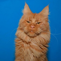 Richard Red Lions Akbars