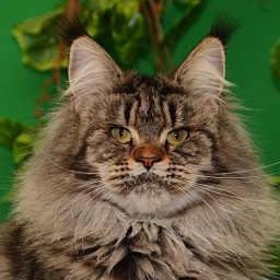 U*Arenal Gonsior Line*RU