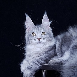 Sati Akbars (polydactyl) 55/66