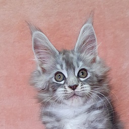 Zeus Akbars (polydactyl) 66/66