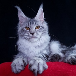 Zara Akbars (polydactyl) 65/66