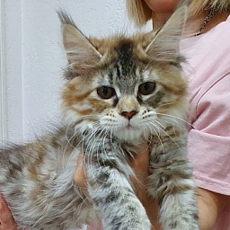 Floya Akbars(polydactyl)55/66