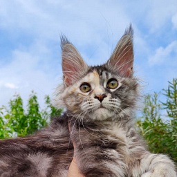 Fenya  Akbars(polydactyl) 56/66