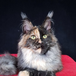 Fantasy Akbars(polydactyl) 56/66