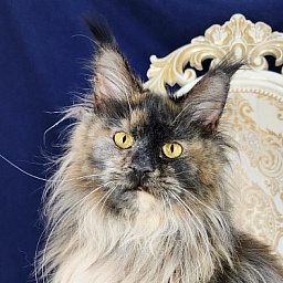 Flora  Akbars (polydactyl) 66/66