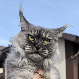 Dana  Akbars (polydactyl) 66/66