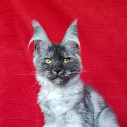 Darina  Akbars (polydactyl)67/66