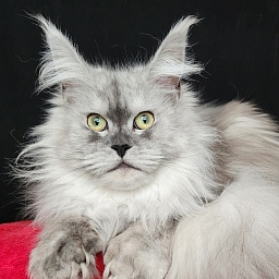 Dolce Vita  Akbars (polydactyl)66/66