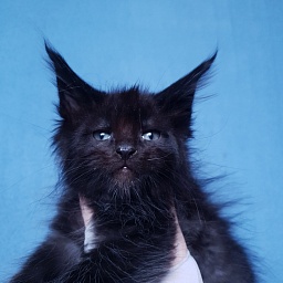 Commander Akbars (polydactyl) 77/76