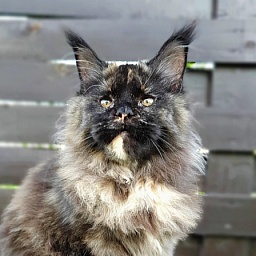 Celebrity Akbars (polydactyl) 66/67