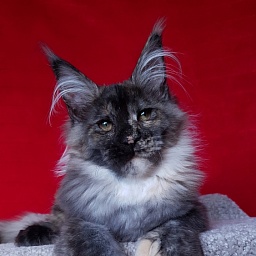 Coffe Akbars (polydactyl) 66/66