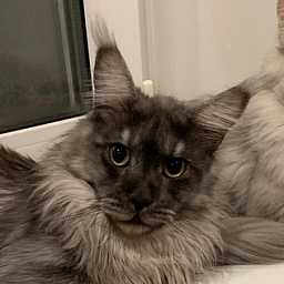 Larry Akbars (polydactyl) 56/66