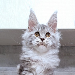 Nakieta  Akbars (polydactyl 66/66)