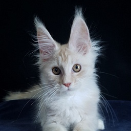 Nick  Akbars  (polydactyl 66/66)