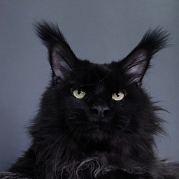 Vostorg's Hugo Boss (polydactyl) 66/66