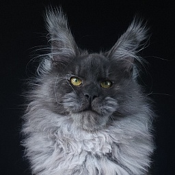 Prince Nuel Akbars (polydactyl) 66/66