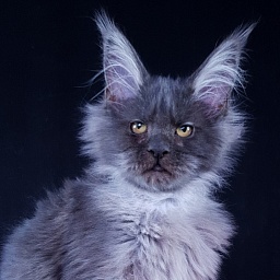 R*Tapioca  Akbars (PET)