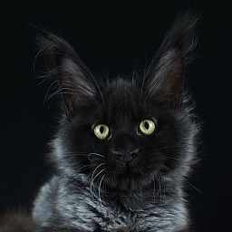 Xerxes Akbars (polydactyl 76/66)