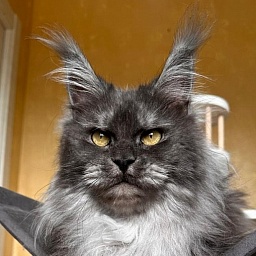 X*Warm sun Akbars (polydactyl 66/66)