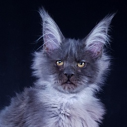 Verona  Akbars (PET)