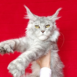 Zena Akbars  (polydactyl 66/66)