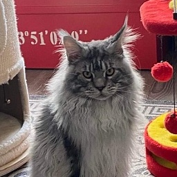 Zugar  Akbars (polydactyl 66/66)