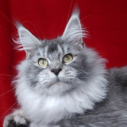 Zima  Akbars (polydactyl 66/66)