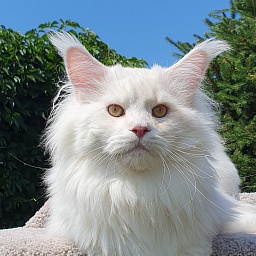 Five Star's Infiniti