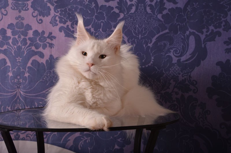 Ultimatum Silver Aqualion - Adult maine-coon 3 years 4 months 3 weeks