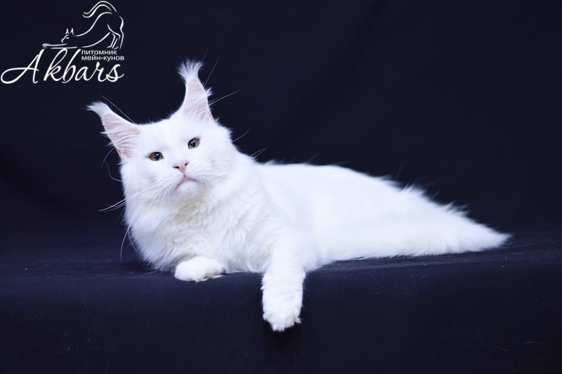 Ultimatum Silver Aqualion - Adult maine-coon 3.5 years 3 weeks