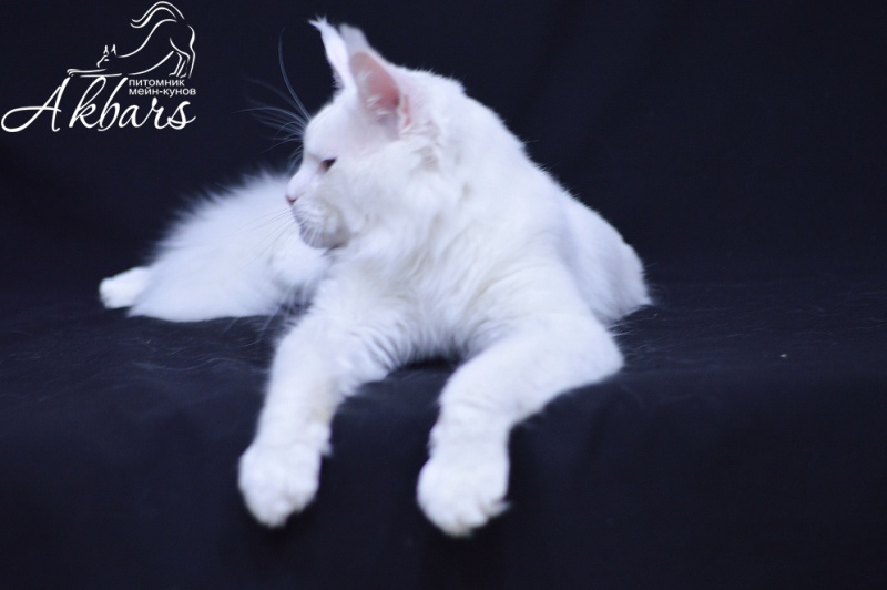 Ultimatum Silver Aqualion - Adult maine-coon 3.5 years 3 weeks