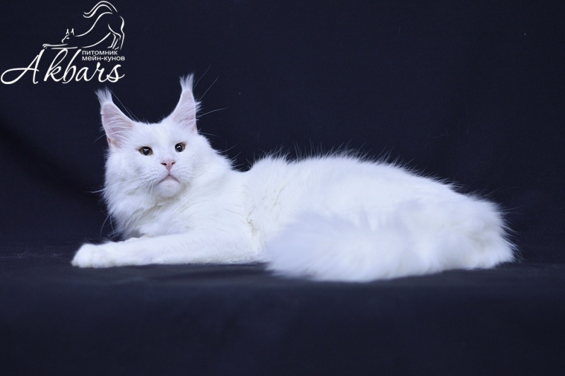 Ultimatum Silver Aqualion - Adult maine-coon 3.5 years 3 weeks