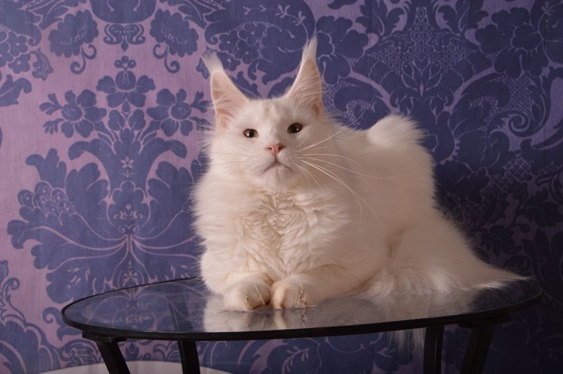 Ultimatum Silver Aqualion - Adult maine-coon 3 years 4 months 3 weeks