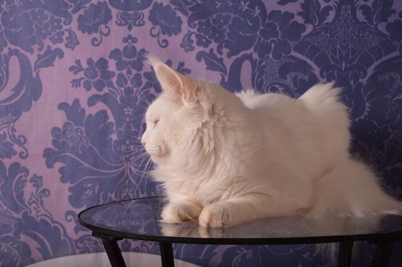 Ultimatum Silver Aqualion - Adult maine-coon 3 years 4 months 3 weeks