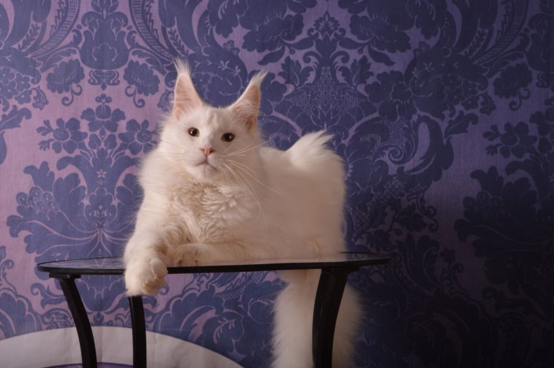 Ultimatum Silver Aqualion - Adult maine-coon 3 years 4 months 3 weeks