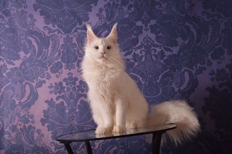 Ultimatum Silver Aqualion - Adult maine-coon 3 years 4 months 3 weeks