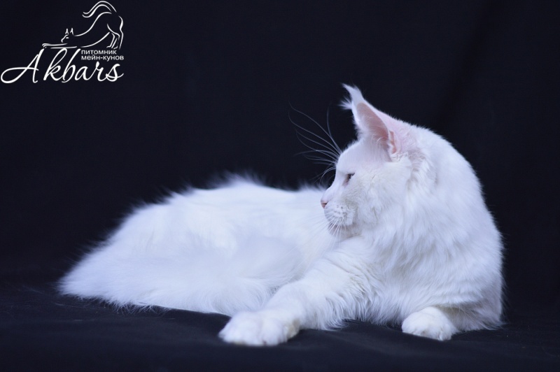 Ultimatum Silver Aqualion - Adult maine-coon 3.5 years 3 weeks