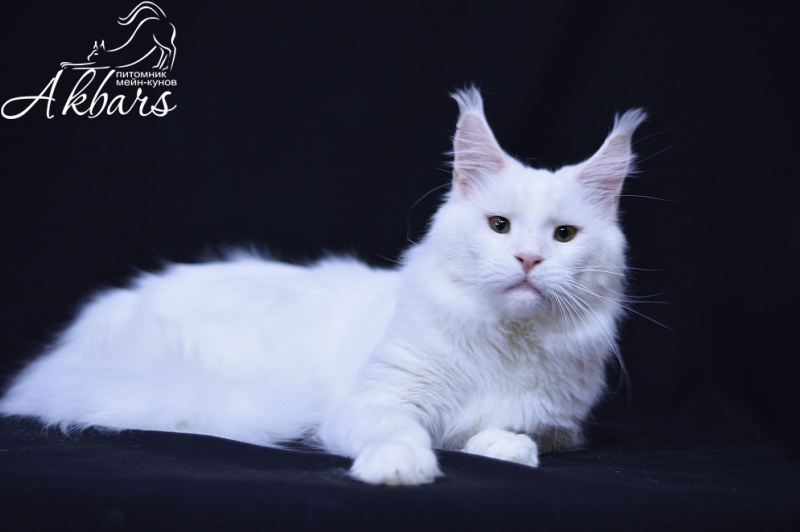 Ultimatum Silver Aqualion - Adult maine-coon 3.5 years 3 weeks