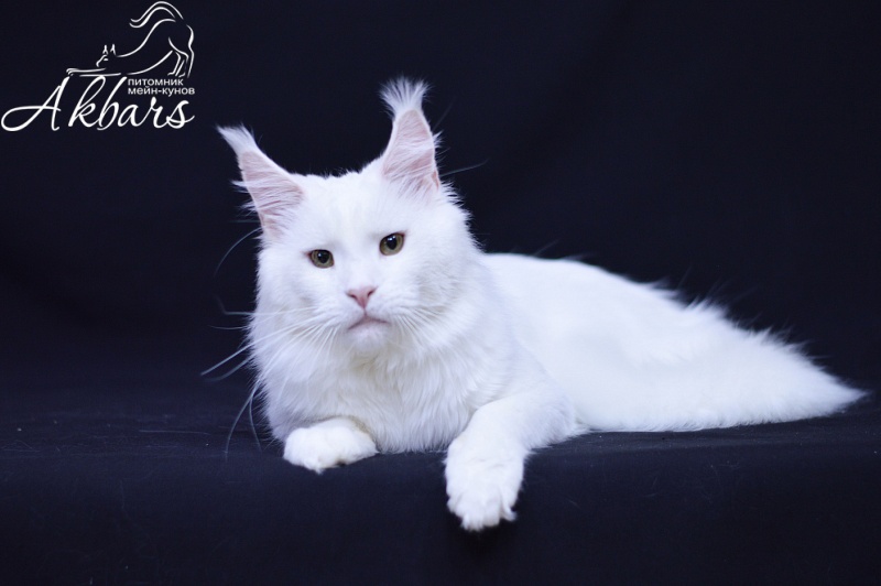 Ultimatum Silver Aqualion - Adult maine-coon 3.5 years 3 weeks